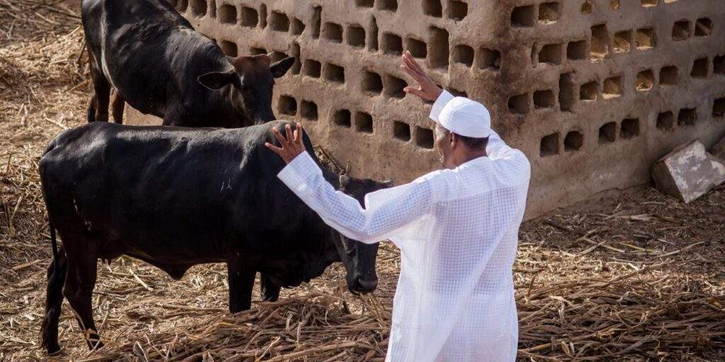 68102 buhari claims cows easier to control than nigerians