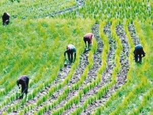 68257 former provost urges universities to prepare students for agric job creation
