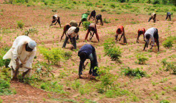 73634 farmers in maiduguri appeal for increased farming timeframe