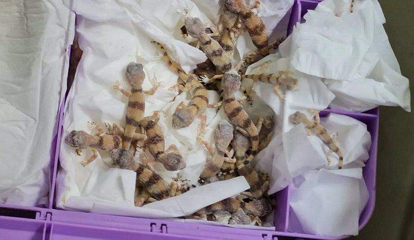 75028 90 reptiles discovered in passengers luggage at vienna airport