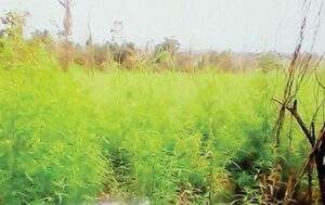 76284 cannabis policies nigeria takes a different stance compared to other countries