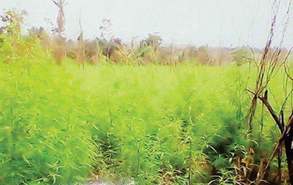 76284 cannabis policies nigeria takes a different stance compared to other countries