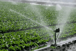 78473 kano state government prioritizes irrigation farming to increase food security
