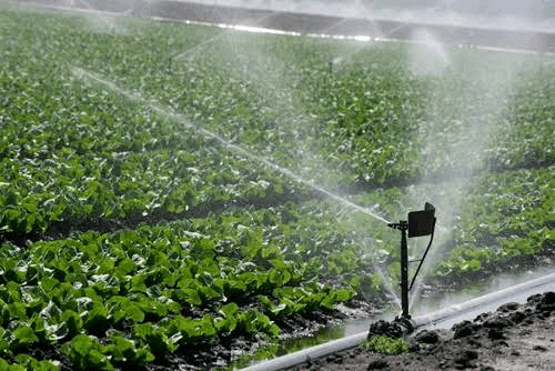 78473 kano state government prioritizes irrigation farming to increase food security