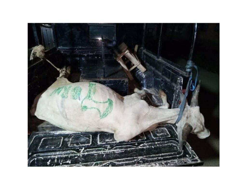 80266 police arrest cow meant for cultist day celebration in osun