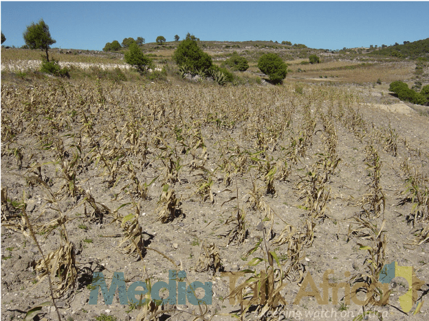 82858 borno farmers resort to prayers over shortage of rainfall