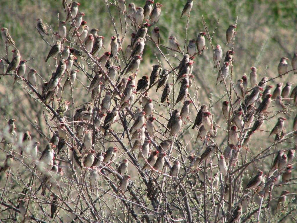 86179 farmers cry for help as quella birds invade rice farms in jigawa