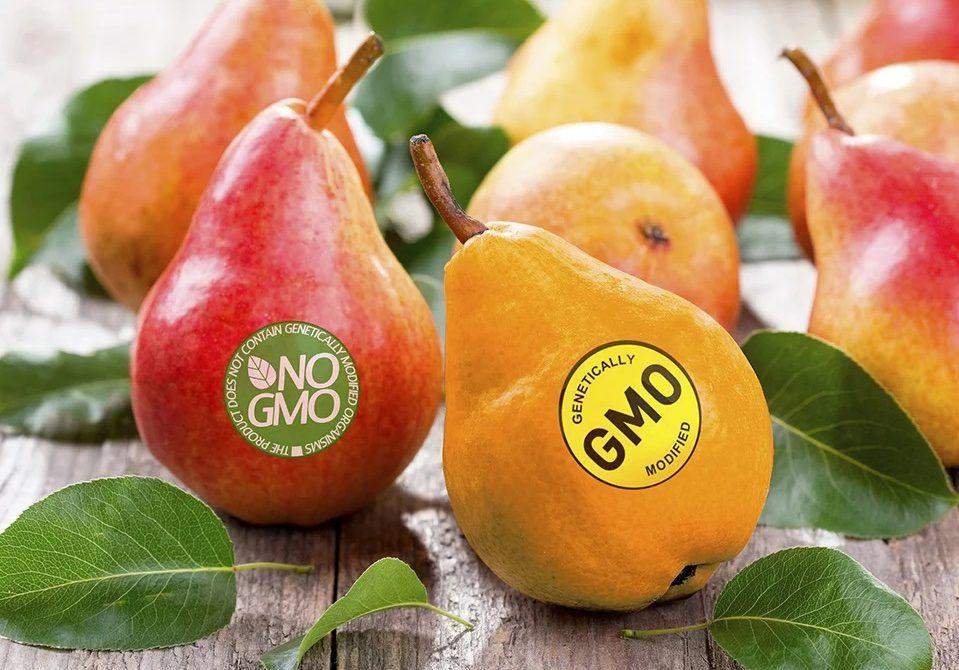 98682 expert warns against consumption of genetically modified foods
