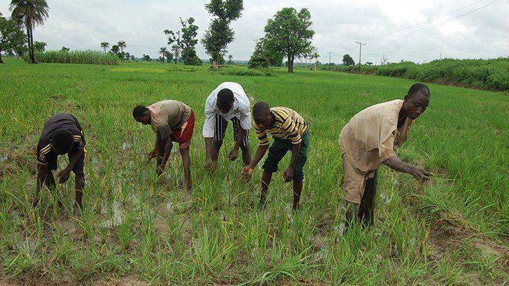 99515 gombe farmers adopt night vigil to safeguard their crops from theft