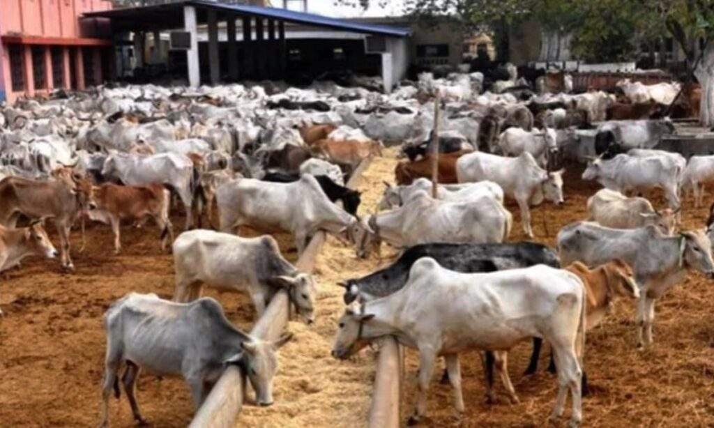 101839 insecurity zamfara govt closes cattle markets
