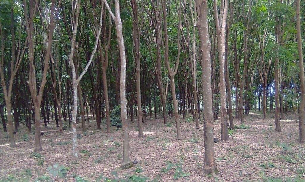 101855 natural rubber future of nigerias economy umoh