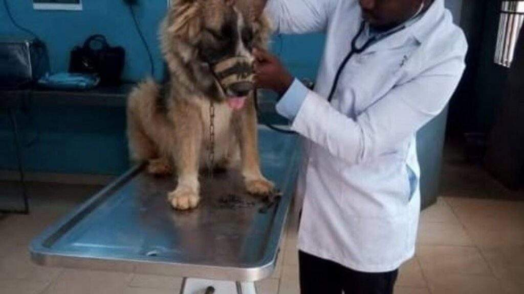 103197 quackery endangering veterinary services ogidi gbegbaje