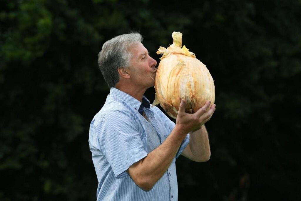105826 record breaking 9 kilo onion displayed at harrogate flower show