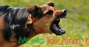 110540 rabies outbreak delta state reports 5 deaths and 60 cases in two months