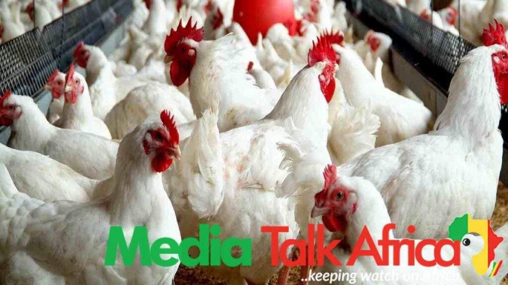 118592 127 poultry farms shut down resulting in over n5bn loss due to economic hardship farmers lament