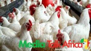 118592 127 poultry farms shut down resulting in over n5bn loss due to economic hardship farmers lament