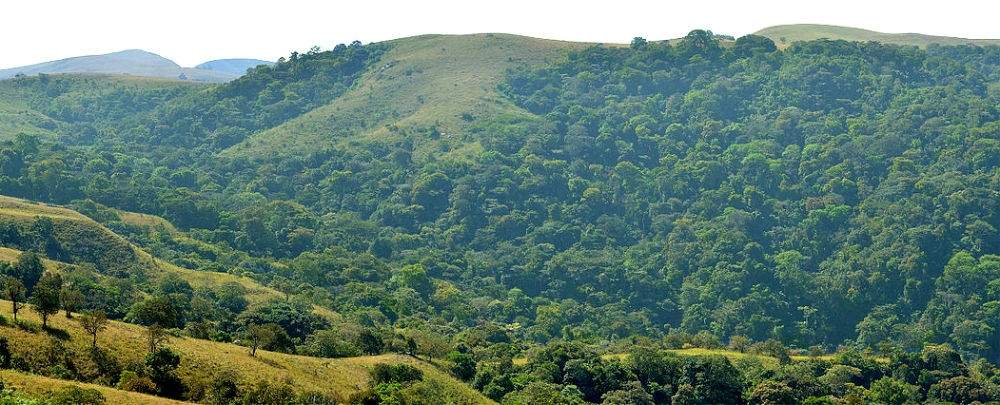 127965 depletion of forest reserves threatens nigerias biodiversity warns environmental expert