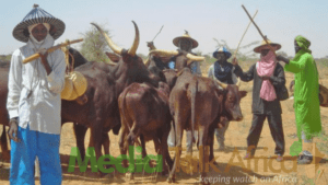 128203 nigeria spends 1 7bn yearly on milk imports cattle breeders
