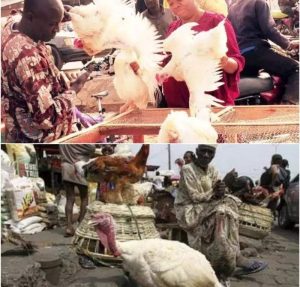 Kano Residents Lament High Cost Of Chicken — Daily Nigerian 300x287