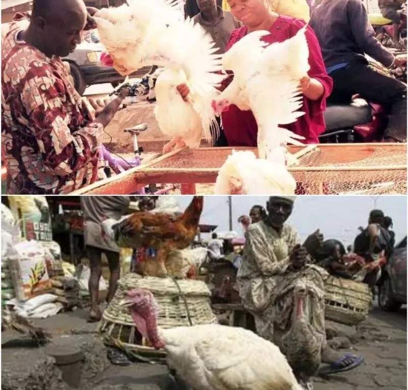 Kano residents lament high cost of chicken — Daily Nigerian