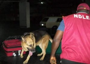 NDLEA Sniffer Dogs Uncover Cocaine In India Bound Shipment — Daily 300x214