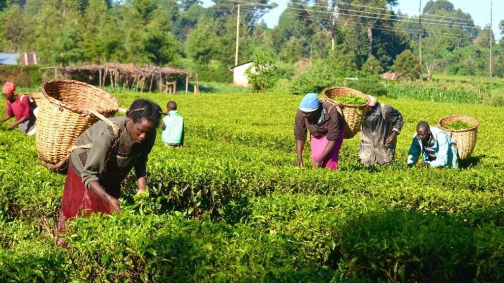 Stakeholders frown at N363bn allocated to agriculture in 2024 budget