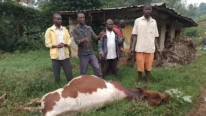 Uganda Bans Beef products amid anthrax outbreak – Voice of.webp