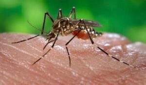WHO Raises Alarm On Spike In Dengue Infections — Daily 300x176