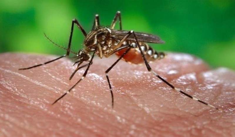 WHO raises alarm on spike in dengue infections — Daily