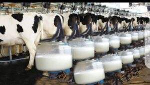 Kano govt to spend N39bn on milk collection centres —