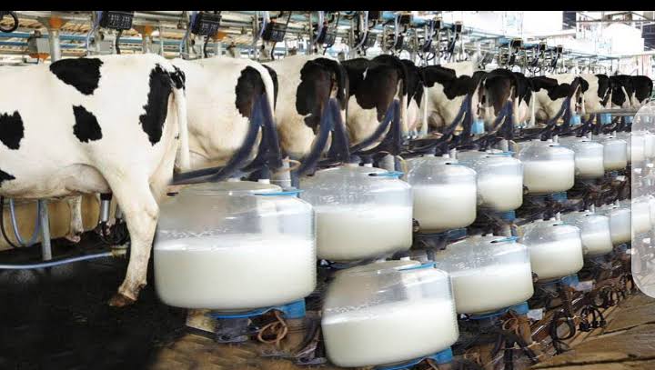 Kano govt to spend N39bn on milk collection centres —