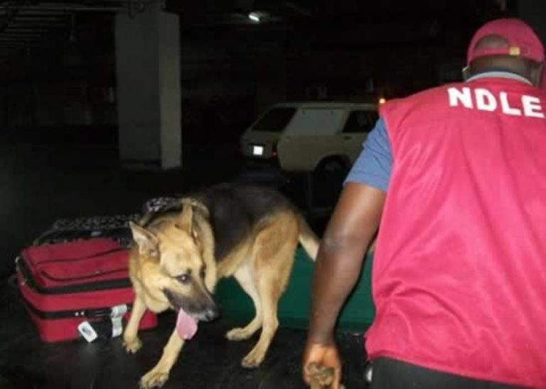 NDLEA arrest 198 suspects dismantles 21 illicit drug joints in