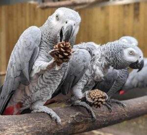 parrot