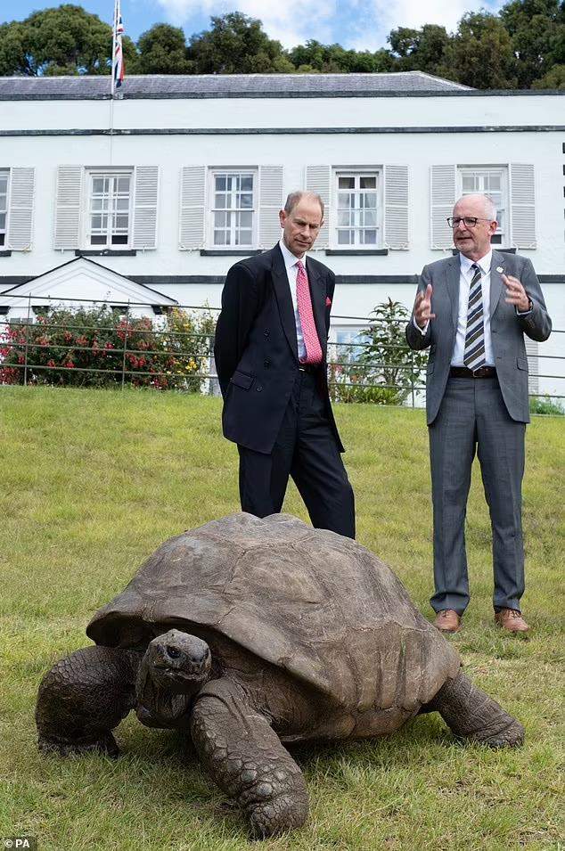 tortoise