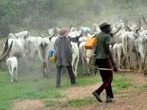 15000 Herders Killed 4 Million Cows Rustled In 10 Years 300x224