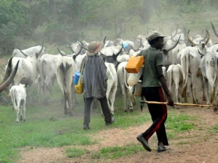 15000 herders killed 4 million cows rustled in 10 years