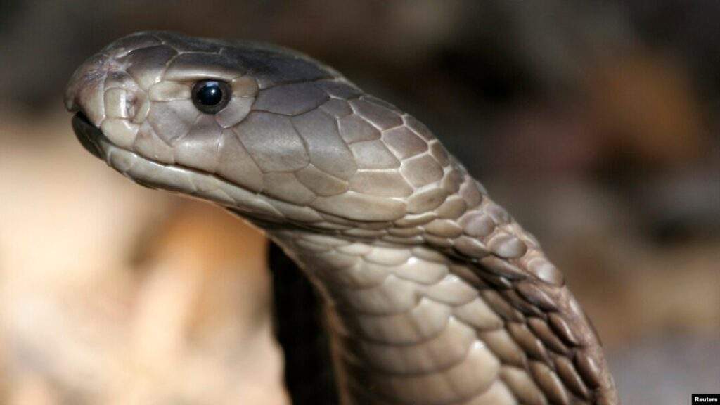 High cost of anti venom lack of funding impede lifesaving treatment