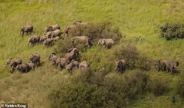 elephants