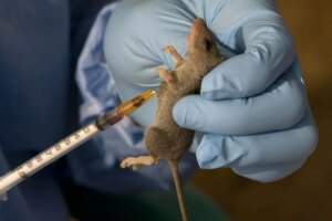 Adamawa State Government Confirms Lassa Fever Index Case at NYSC