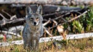 Chemours Faces Share Price Decline Amid Financial Misconduct 300x169