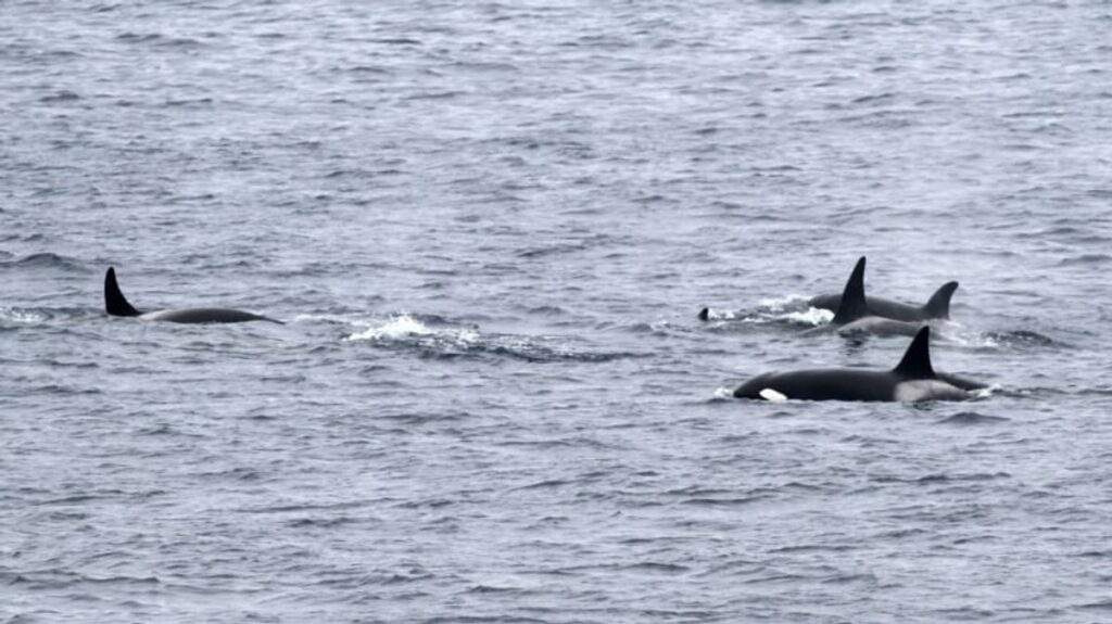 Groundbreaking Discovery New Oceanic Killer Whale Population Unveiled