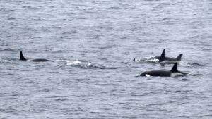 Groundbreaking Discovery New Oceanic Killer Whale Population Unveiled 300x169