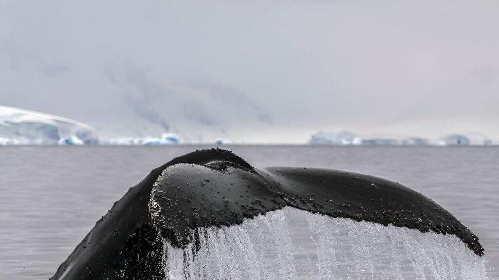 Maori King Calls for Legal Rights for Whales A Conservation