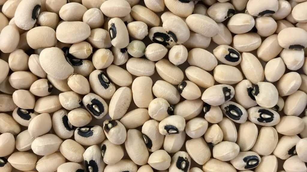 NEPC Aims to Boost Cowpeas and Sesame Seeds Value to