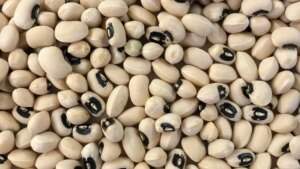 NEPC Aims to Boost Cowpeas and Sesame Seeds Value to
