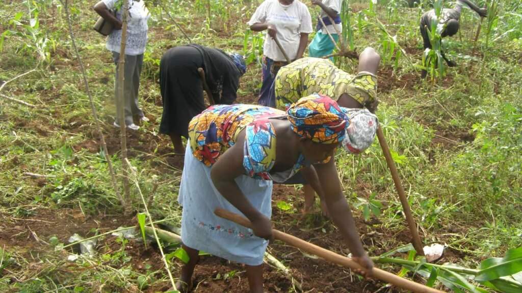 Ondo Farmers Protest Chinese Land Lease Demand Protection of Cocoa