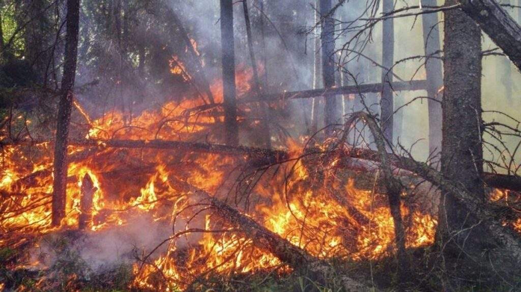 Unprecedented Warning Global Heat Records Shattered Urgent Call for Action