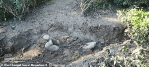 elephants