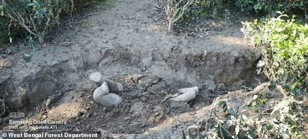 elephants