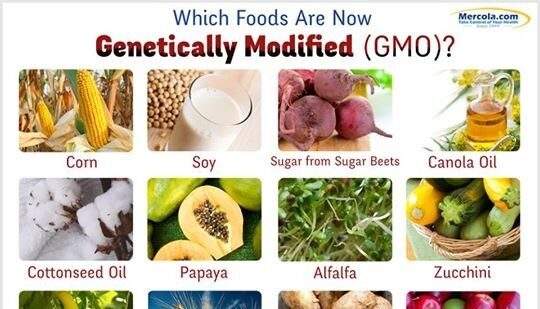 gmo